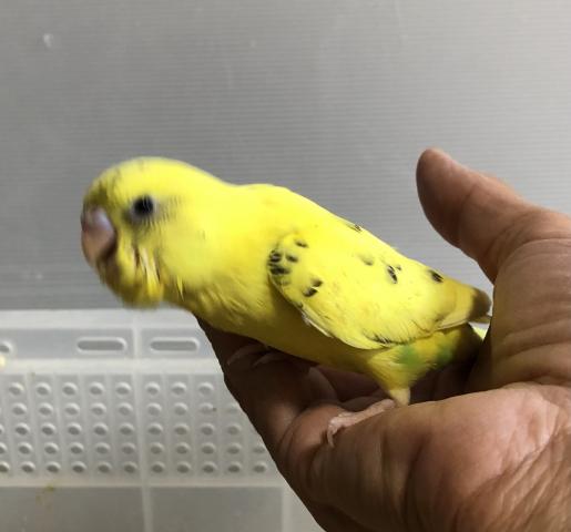 セキセイインコ　ハルクイン