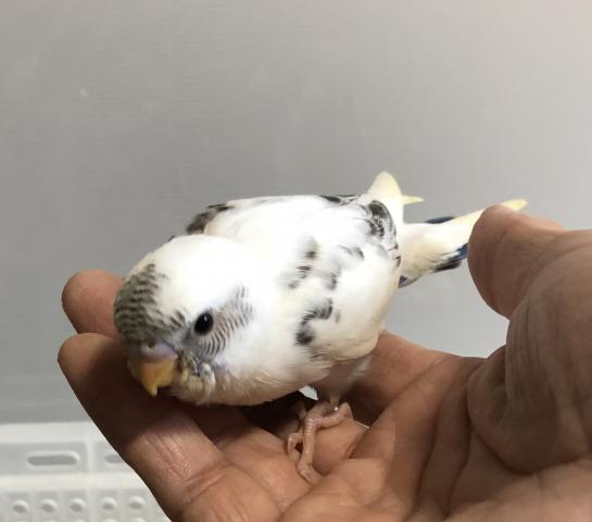 セキセイインコ　ハルクイン