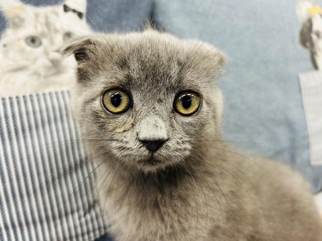 スコティッシュフォールド