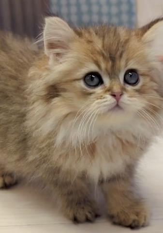 ペルシャ・ヒマラヤン