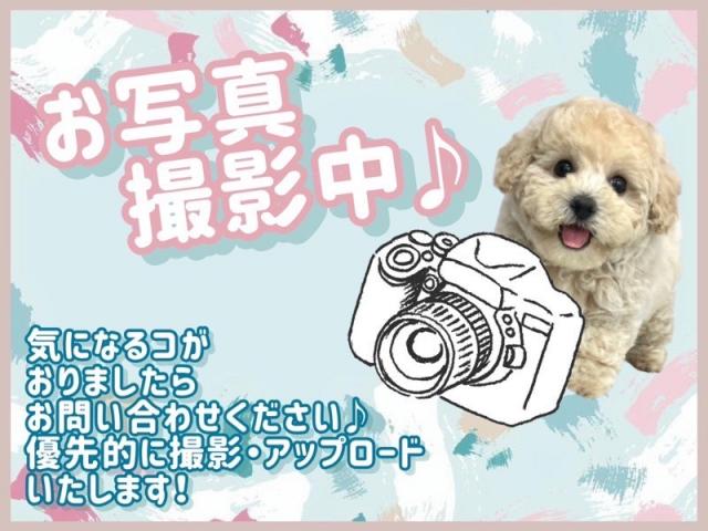 サイベリアン
