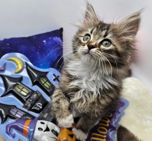 💞サイベリアン専門キャッテリーカプアス(埼玉県) - 子犬や子猫たち
