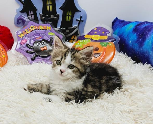 サイベリアン💜コルくん