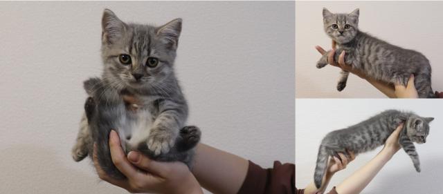 ブリティッシュショートヘア