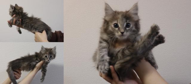 ノルウェージャンフォレストキャット