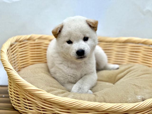 柴犬