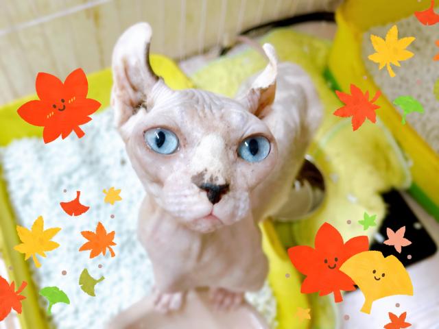 ドゥエルフ