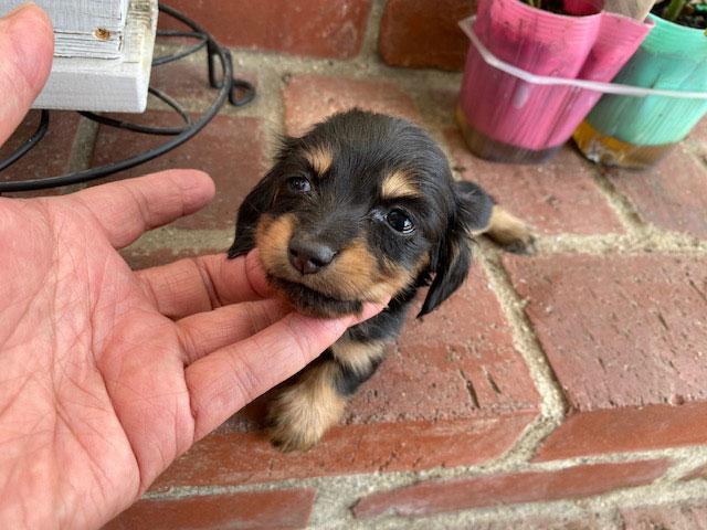 ミニチュアダックスフンド