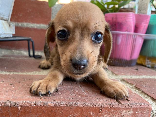 ミニチュアダックスフンド