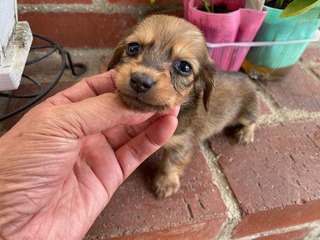 ミニチュアダックスフンド