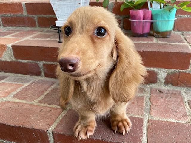 ミニチュアダックスフンド