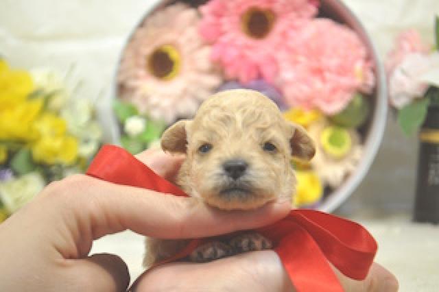 トイプードル