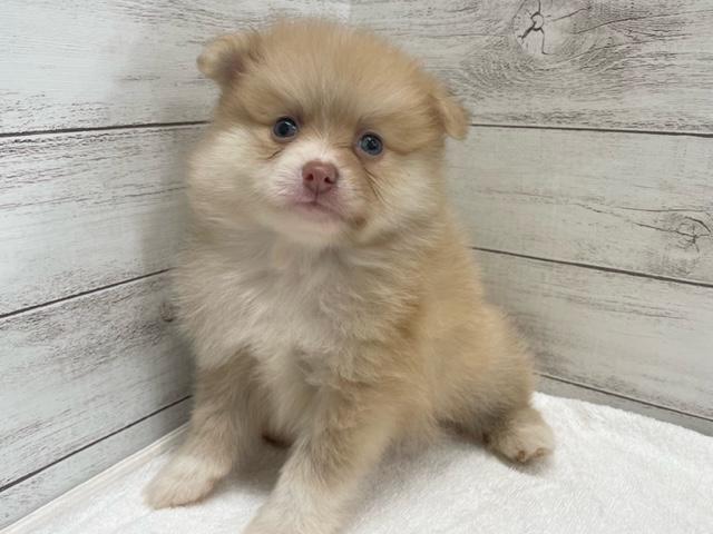 ポメラニアン