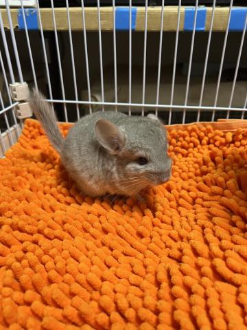 チンチラ　シナモン　予約受付中