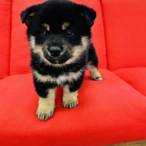 MIX