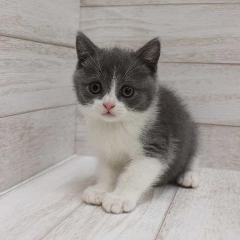 ブリティッシュショートヘア