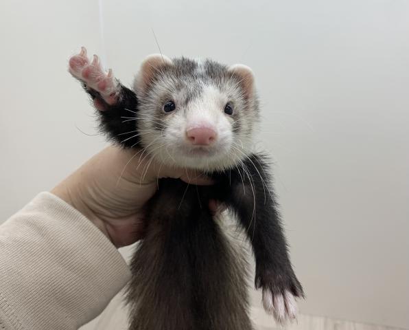 マーシャルフェレット
