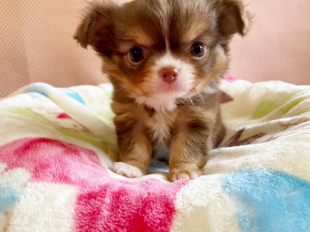 チワワ(ロングコート)