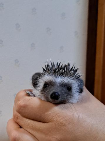 $varietyハリネズミ