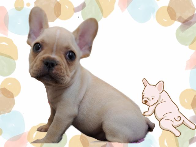 フレンチブルドッグ