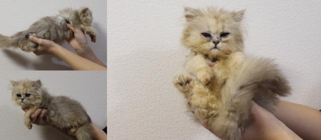 ペルシャ・ヒマラヤン