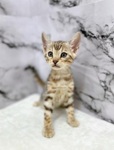 ベンガル