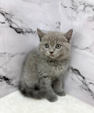 ブリティッシュショートヘア【動画あり！】まんまるフェイスブリちゃん♡ぼてっと感が可愛すぎる♡