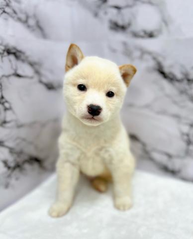 柴犬【動画あり！】ホワイトカラー久々入舎！白熊ちゃんすぎて可愛い♡♡