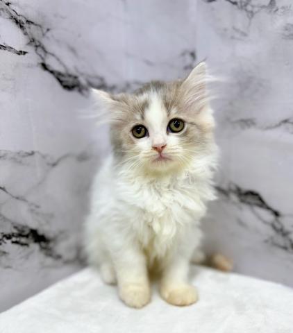 スコティッシュフォールド【動画あり！】淡い色味の三毛猫ちゃん！優しい顔立ちの女の子です♡