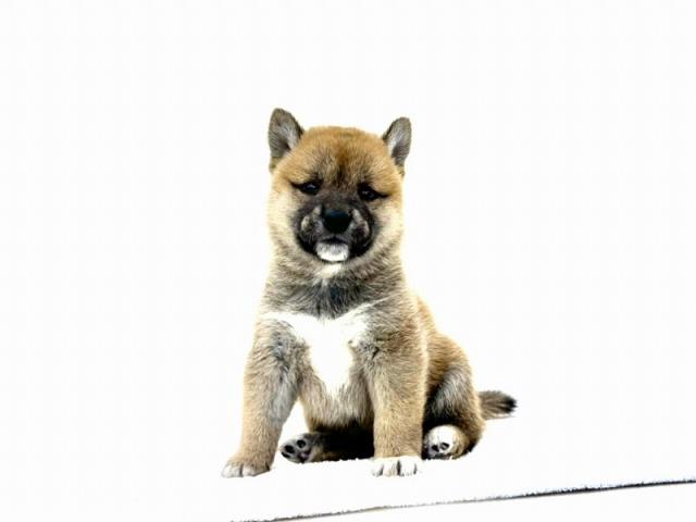 豆柴犬