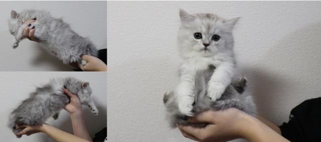 ペルシャ・ヒマラヤン