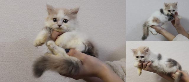 マンチカン短足
