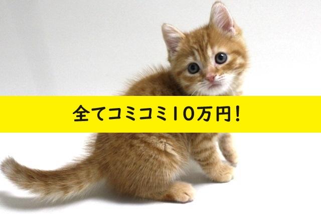 マンチカン【足長】💕人気の茶トラちゃん💕