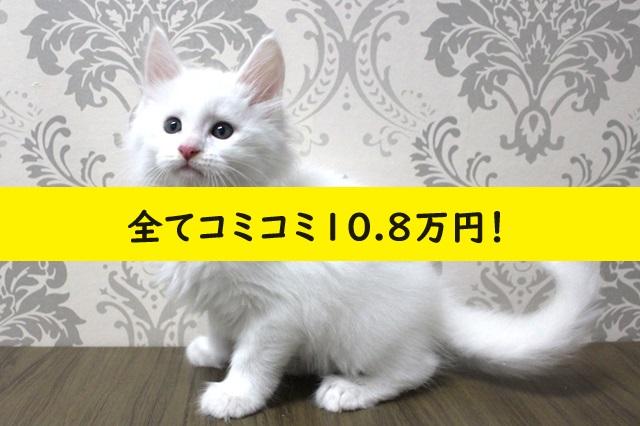 $variety💕希少！真っ白の白猫ちゃん💕