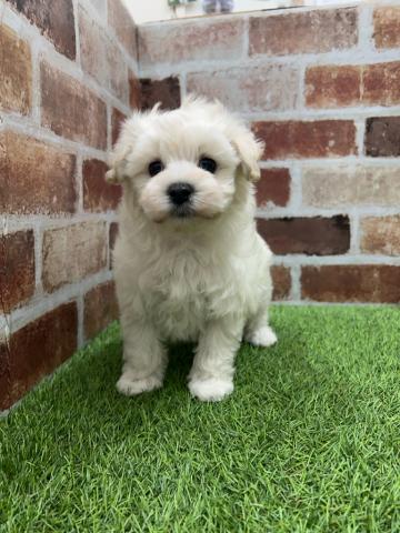 MIXハーフ犬（マルチ－ズ×トイプードル）
