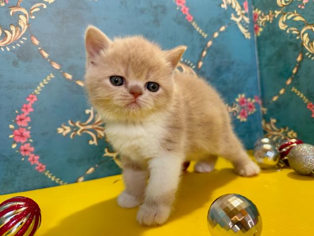 エキゾチックショートヘアー