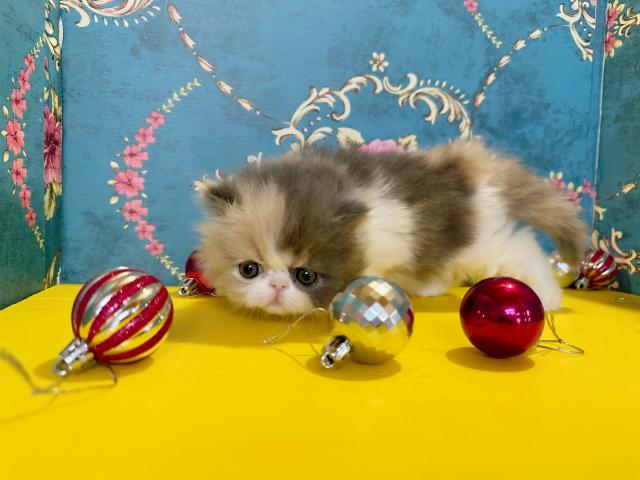 エキゾチックショートヘアー