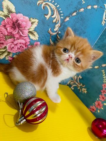 エキゾチックショートヘアー