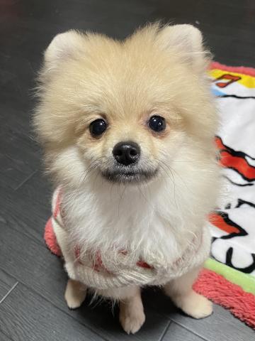 ポメラニアン