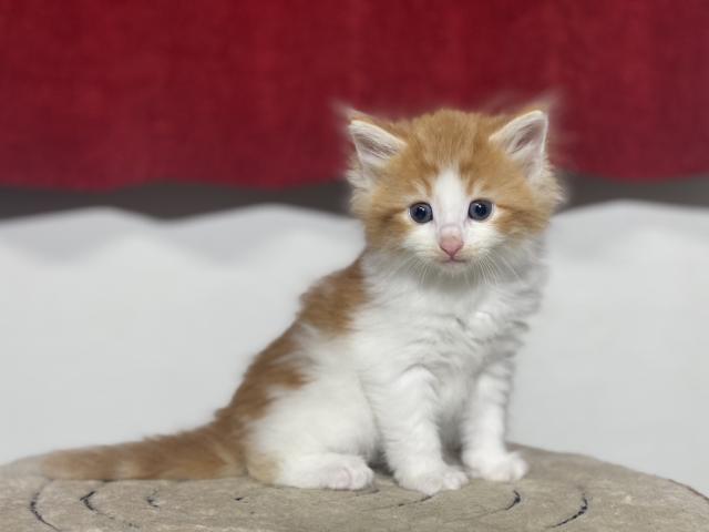 ノルウェージャンフォレストキャット