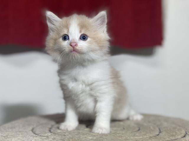ノルウェージャンフォレストキャット