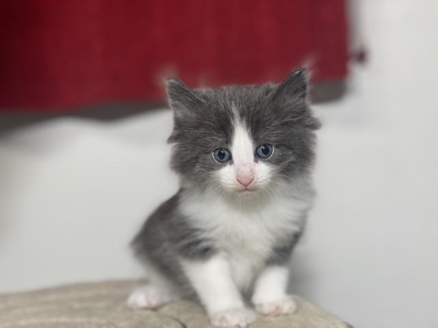 ノルウェージャンフォレストキャット