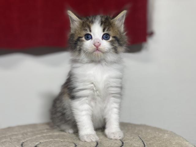 ノルウェージャンフォレストキャット