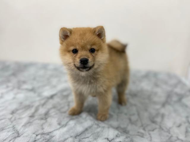 MIX(柴犬×ポメラニアン)