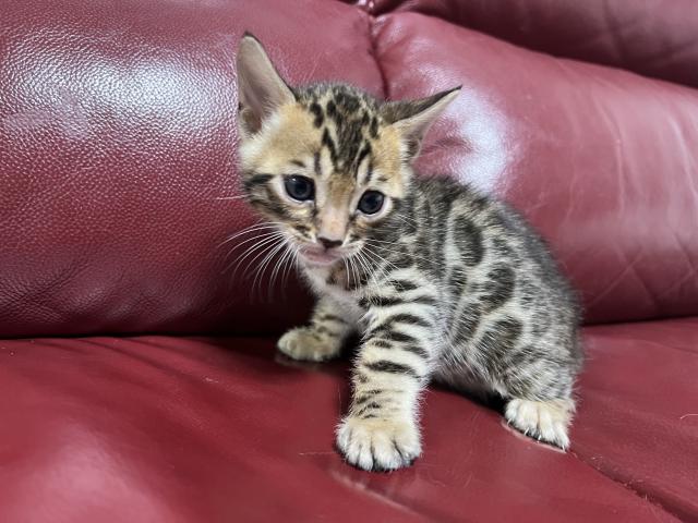 ベンガル