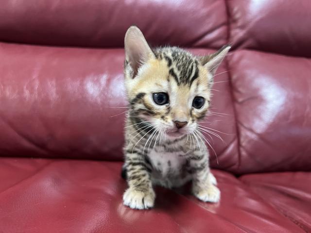 ベンガル