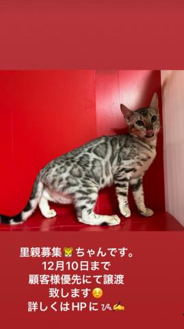 ベンガル