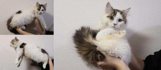 ノルウェージャンフォレストキャット