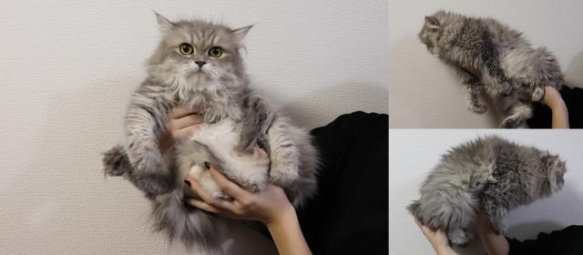 ペルシャ・ヒマラヤン