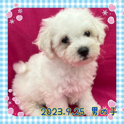 ビションフリーゼ
